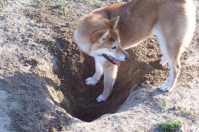Foxy Digging