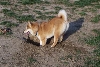 Foxy Digging #2