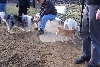 dogpark