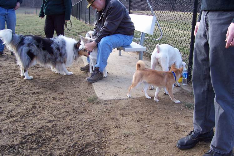 dogpark