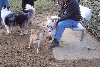 dogpark2