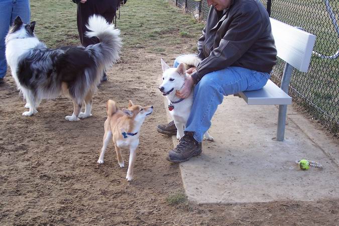dogpark2