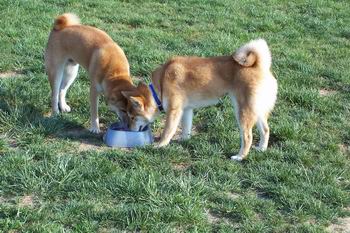 drinking pals
