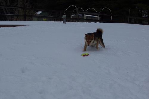 Found a Toy