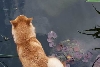 Pond Pup