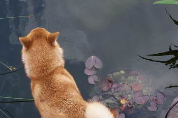 Pond Pup