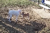 dogpark4