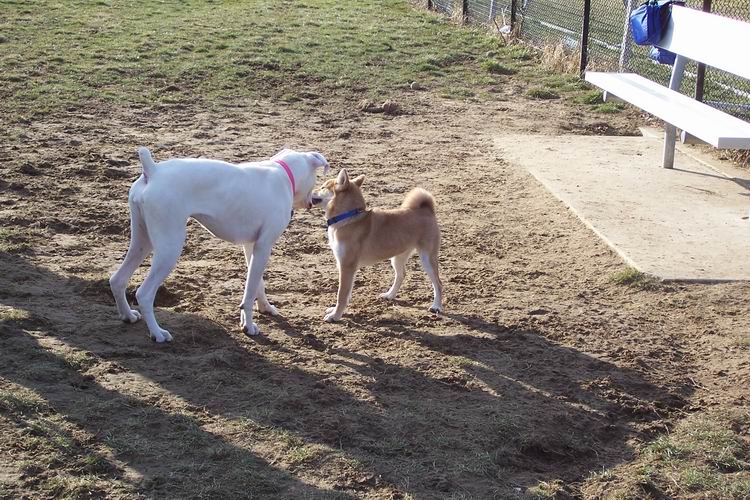 dogpark4