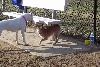 dogpark3