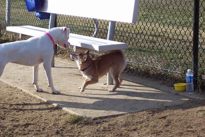 dogpark3