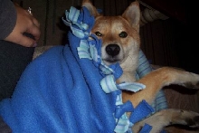 Foxy All Wrapped Up