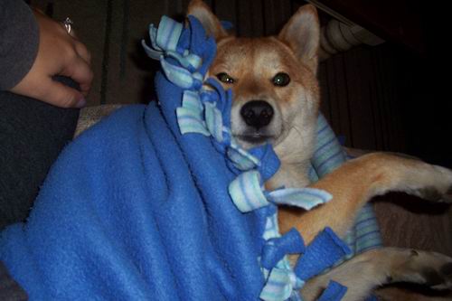 Foxy All Wrapped Up