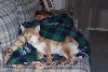 nap2