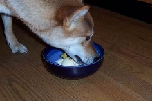 Happy Birthday Foxy!