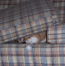 Hide N Seek