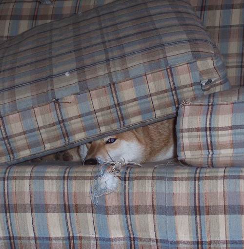 Hide N Seek
