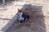 Hiding at the Dog Park