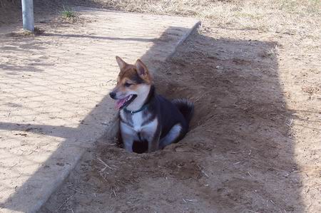 Hiding at the Dog Park