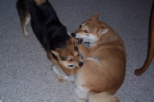I'll Eat Your Leg!
