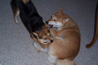 I'll Eat Your Leg!