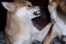 I'll Get You!