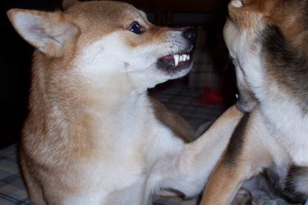 I'll Get You!