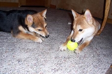 Chewing is Fun!