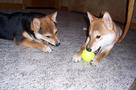 Chewing is Fun!