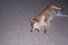 Too Lazy to Move