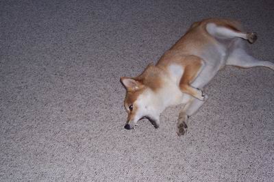 Too Lazy to Move