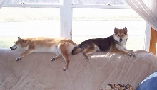 Lazy Pups