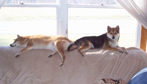 Lazy Pups