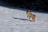 Leaping Fox