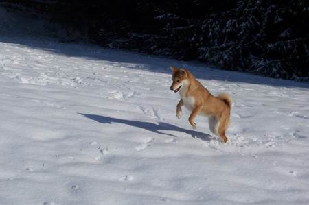 Leaping Fox
