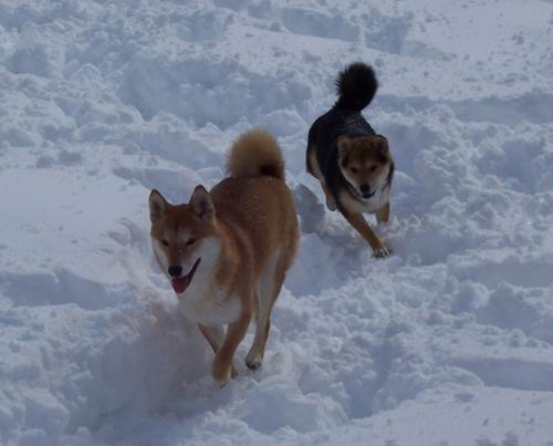 snowpics 2