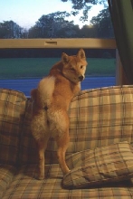 Window Watching