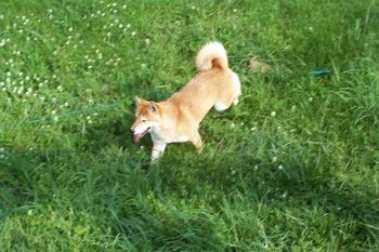 New Yard