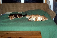 Pups Asleep