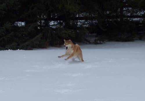 Chasing Snow
