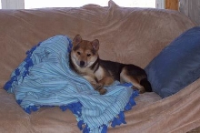 Snuggle Bear