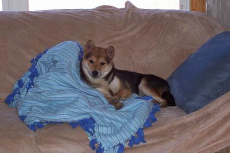 Snuggle Bear