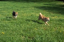 Spring Romp!
