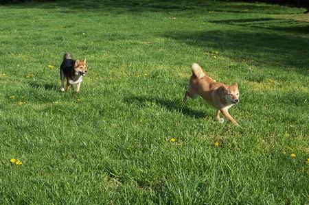 Spring Romp!