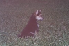 Staring Bear