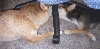 Strange Shiba Play