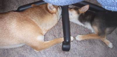 Strange Shiba Play