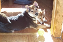 sunning shibas