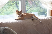 Sunning Foxy