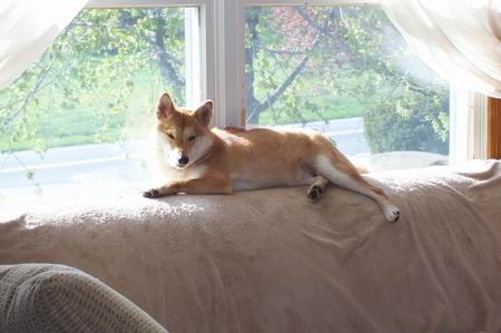 Sunning Foxy