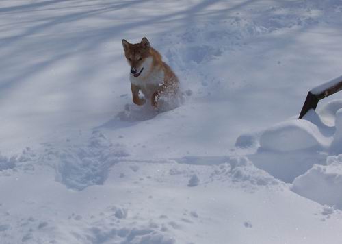 snowpics 3